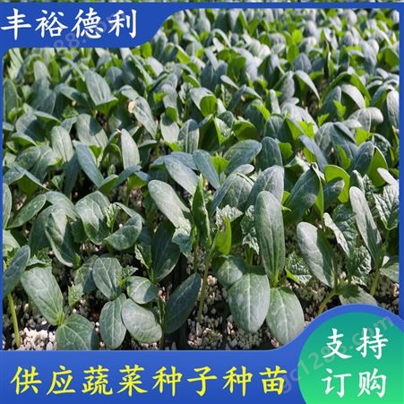 四季丝瓜种苗 植株长势强 产量高 抗病虫害性较强