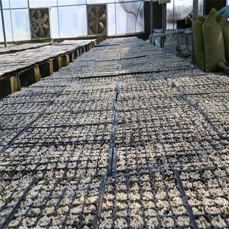 丰裕 丝瓜种子 种苗 早春种植 穴盘基质育苗 产量较高