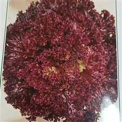 紫韵生菜种子 散叶生菜苗 硬度好 产量较高 越冬 耐运输