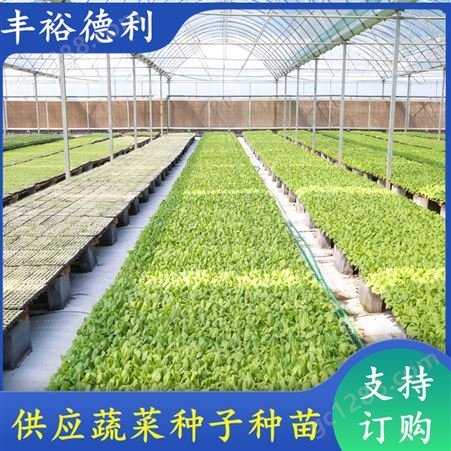 小白菜种子种苗 耐低温 集约化育苗场 叶片翠绿 长势旺