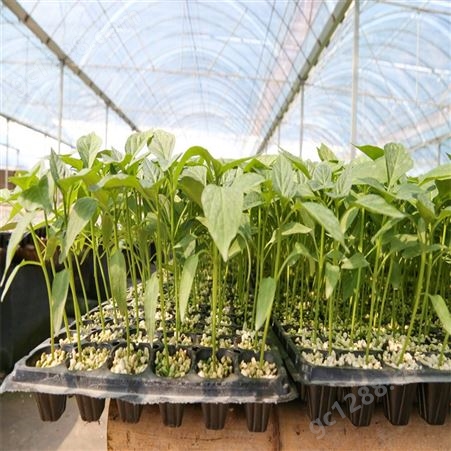 辣椒苗 温室大棚种植 长势强 产量高 抗病毒 丰裕